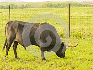 Close up shot of cute longhorn in Wichita Mountains