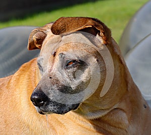 Close-up shot of a cute lovely brown sad Black mouth cur dog in nature on a sunny day