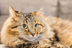 Close up shot of cute Maine Coon Mix