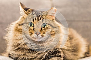 Close up shot of cute Maine Coon Mix