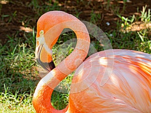 Close up shot of cute pink flamingo