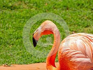 Close up shot of cute pink flamingo