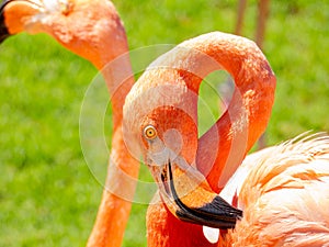Close up shot of cute pink flamingo