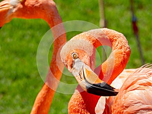 Close up shot of cute pink flamingo