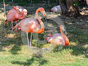 Close up shot of cute pink flamingo