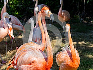 Close up shot of cute pink flamingo