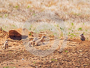 Close up shot of cute Prairie Dog babby