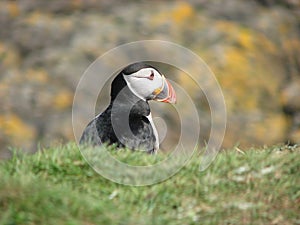 Close-up shot of a cute puffin by the sea, Treshnish Isles, Scotland, UK