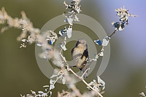 Close up shot of cute Ruby-crowned kinglet bird