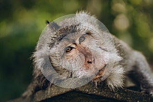 Close up shot of cute sleeping monkey on stone wall