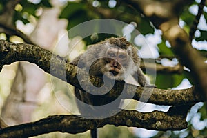 Close up shot of cute sleeping monkey on stone wall