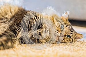 Close up shot of cute sleepy Maine Coon Mix