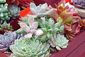 Close up shot of cute succulent plants in basket.