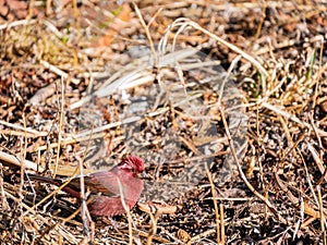 Close up shot of cute Vinaceous rosefinch