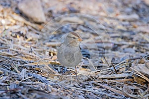 Close up shot of cute White-crowned sparrow