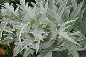 Close-up shot of Cynara cardunculus leaves