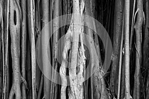 Close up shot of Cypress tree trunk exterior