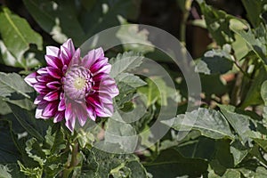 Close-up shot of dahlia pinnata purple. Blurred background