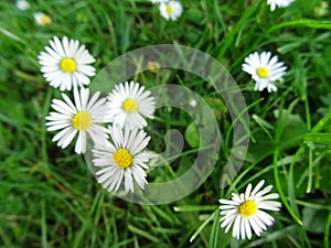 Close-up shot of daisy flowers growing in lush green grass