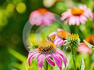 Close up shot of Dakota skipper butterfly in Botanica, The Wichita Gardens photo