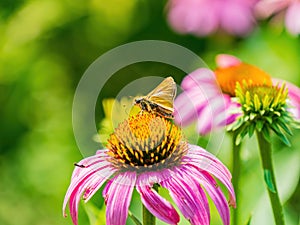 Close up shot of Dakota skipper butterfly in Botanica, The Wichita Gardens photo