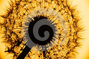 Close up shot of dandelion flower at sunset