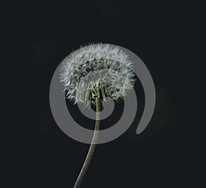 a dandelion with seeds and dark background on the side
