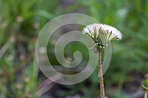 Close up shot of a Dandelion seed pod in the nature