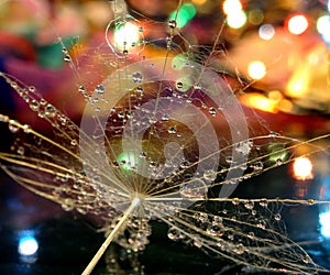 Close up shot of dandelion seed with water drops on colorful background.