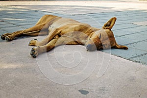 A close up shot of a dark brown street dog resting on a footpath. DEHRADUN India