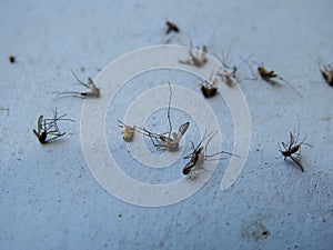 A close up shot of dead mosquitoes lying on a white surface