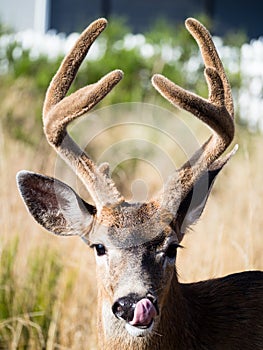 Close up shot of a deer with antlers licking its mouth