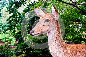 Close up shot of deer head