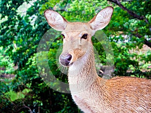 Close up shot of deer head