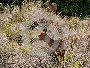 Close up shot of deer in Morefield Campground photo