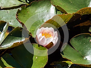 Close-up shot of the white and pink water-lily flower blooming with yellow middle among green leaves in a pond