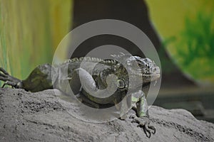 Close up shot of Dengrose iguana