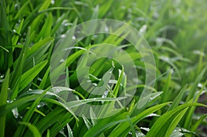 Close-up shot of dense grassy stems with dew drops. Macro shot of wet grass as background image for nature concep