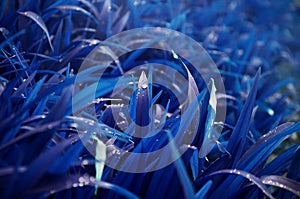 Close-up shot of dense grassy stems with dew drops. Macro shot of wet grass as background image for nature concep