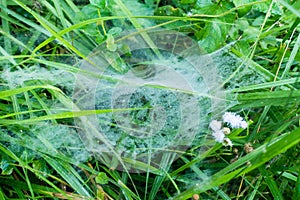 A close up shot of dense spider web spreading on grass in the forest