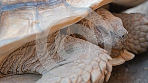 Close up shot of desert tortoise Gopherus agassizii and Gopherus morafkai, also known as desert turtles