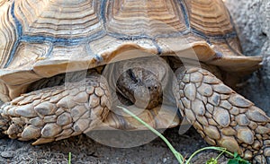 Close up shot of desert tortoise Gopherus agassizii and Gopherus morafkai, also known as desert turtles, are two species of