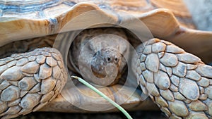 Close up shot of desert tortoise Gopherus agassizii and Gopherus morafkai, also known as desert turtles, are two species of