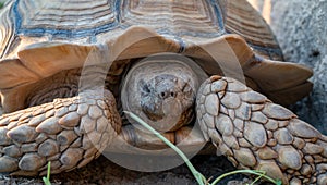 Close up shot of desert tortoise Gopherus agassizii and Gopherus morafkai, also known as desert turtles, are two species of