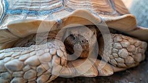 Close up shot of desert tortoise Gopherus agassizii and Gopherus morafkai, also known as desert turtles, are two species of