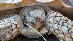 Close up shot of desert tortoise Gopherus agassizii and Gopherus morafkai, also known as desert turtles, are two species of