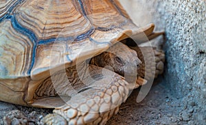 Close up shot of desert tortoise Gopherus agassizii and Gopherus morafkai, also known as desert turtles, are two species of