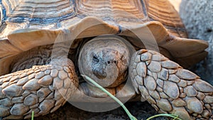 Close up shot of desert tortoise Gopherus agassizii and Gopherus morafkai, also known as desert turtles, are two species of