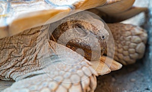 Close up shot of desert tortoise Gopherus agassizii and Gopherus morafkai, also known as desert turtles, are two species of