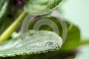Close up shot of a dew drop on a leaf of violet